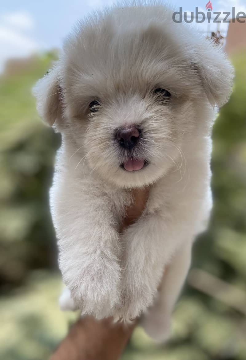 Havanese 4