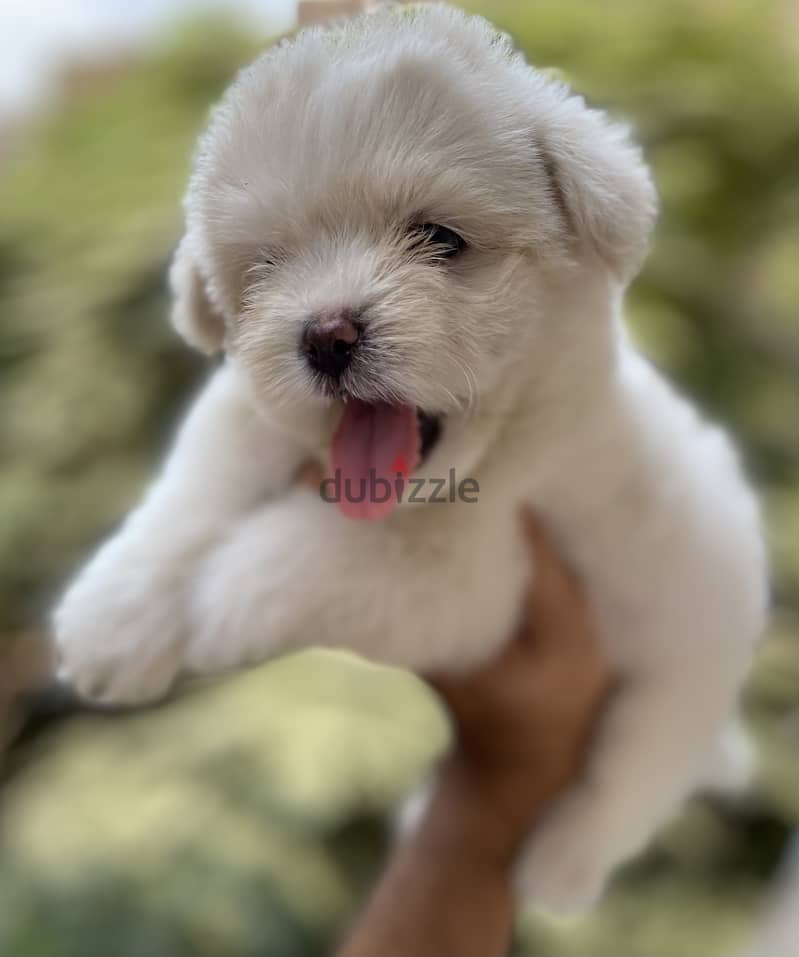 Havanese 6