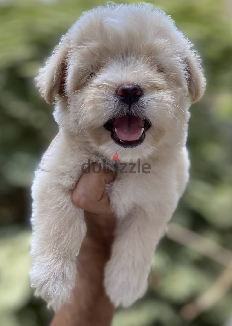 Havanese 7