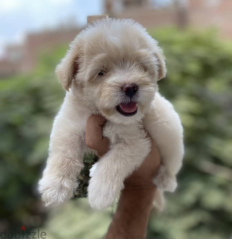 Havanese 8