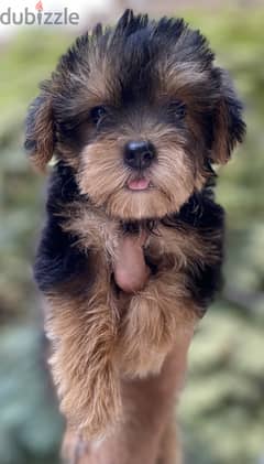 Yorkshire Terrier