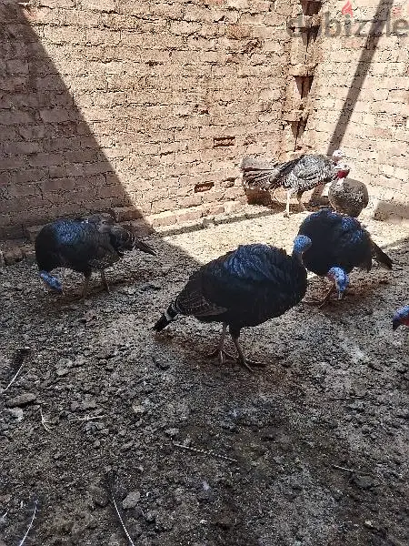 فراخ رومي64991677422722121