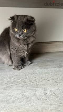 scottish fold blue girl