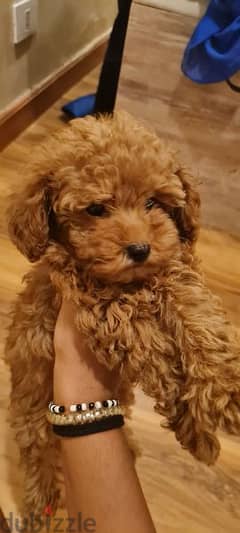 Toy poodle for sale