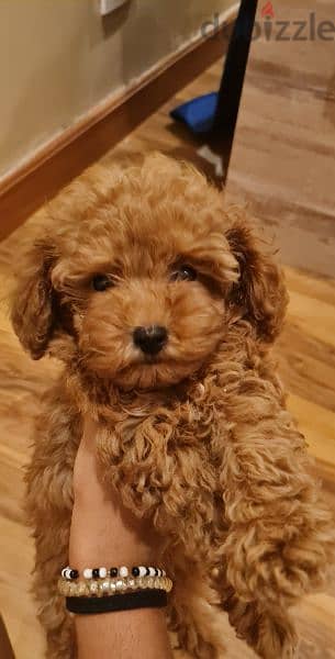 Toy poodle for sale 1