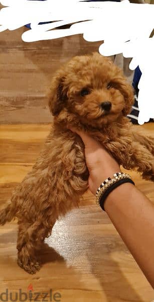 Toy poodle for sale 2