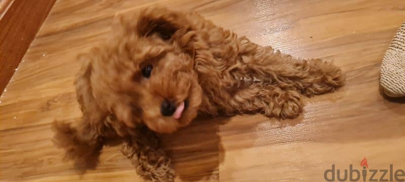 Toy poodle for sale 3