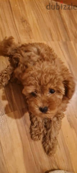 Toy poodle for sale 4