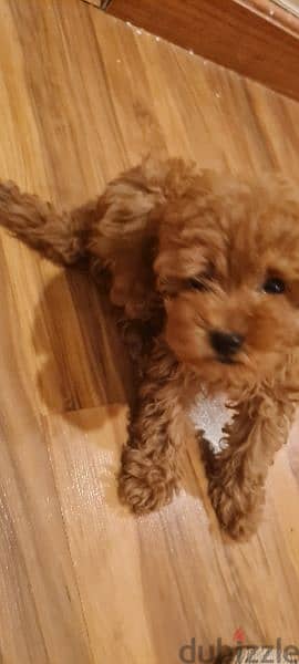 Toy poodle for sale 5