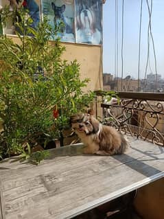 اجمل ولد شيتزو كامل التطعيمات بالشهادة الطبيه مستوي خيالي shihtzu