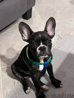 French Bulldog 4 months