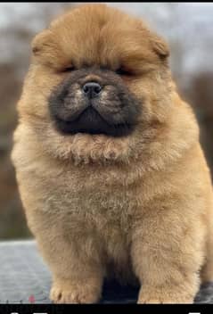 Chow Chow تشاو تشاو