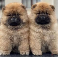 chow chow تشاو تشاو