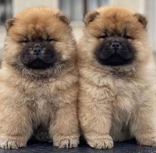 chow chow تشاو تشاو 0