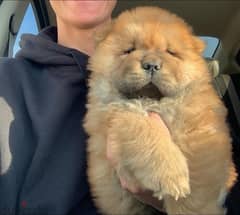 chow chow تشاو تشاو