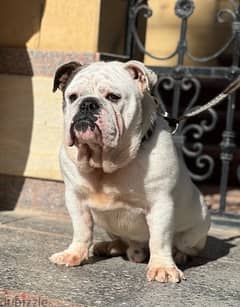 english bulldog