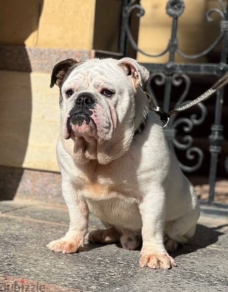 english bulldog 0