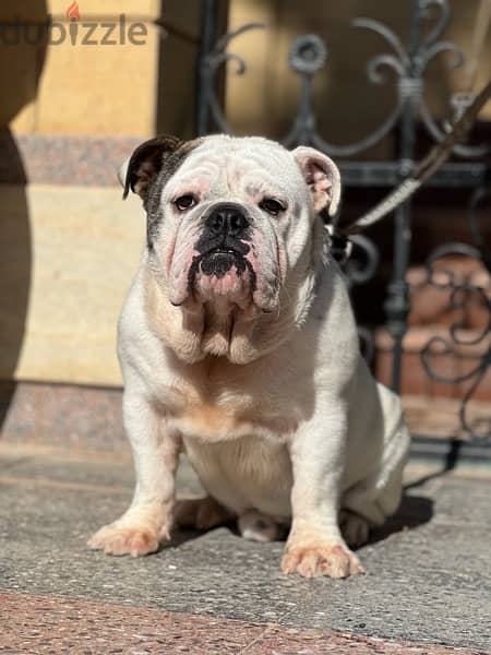 english bulldog 1