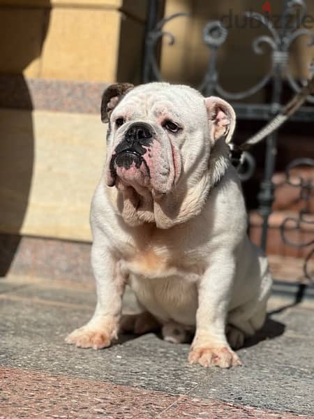 english bulldog 2