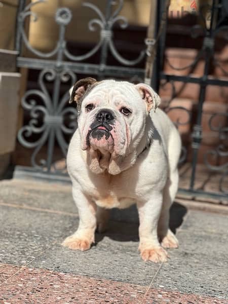 english bulldog 3