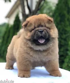 chow chow