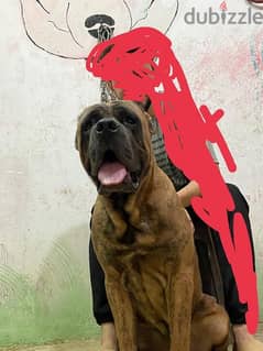 كين كورسو cane Corso