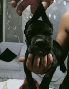 Cane Corso