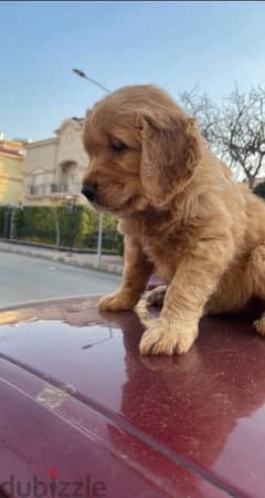 جرواي جولدن ريتريفر golden retriever 0