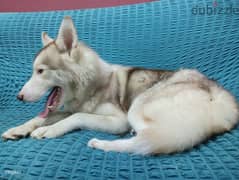 Husky For Adoption