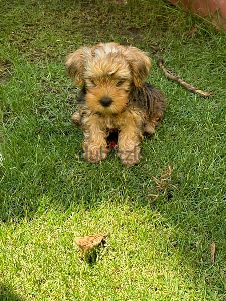 3 month old Pure Brown Yorkshire Terrier for sale 0