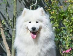 High level male Samoyed for mating with female Samoyed or female Husky