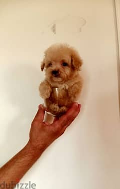 puppy Maltipoo