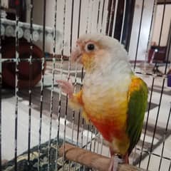 Red conure pineapple