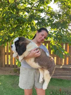 St Bernard puppy 45 days 0