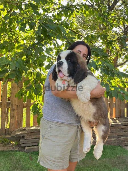 St Bernard puppy 45 days 1