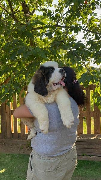 St Bernard puppy 45 days 2