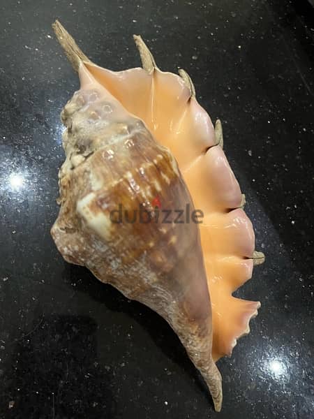 red sea big shell for decorations 4