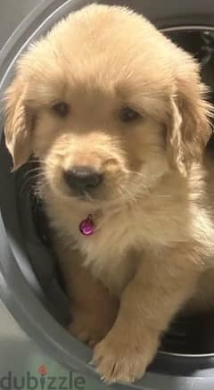 GOLDEN RETRIVER  female puppy 1.5 month