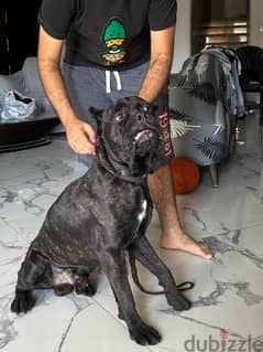 كين كورسو cane corso