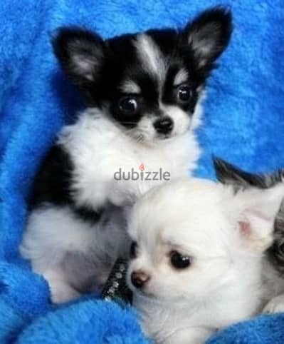 جراوى شيواوا مينى شورت هير Puppies chihuahua short hair