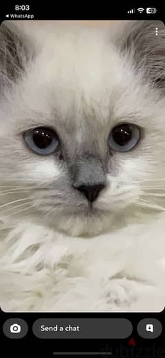 ragdoll cat for adoption because of travelling