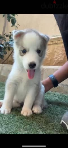 pure husky puppies جراوي هاسكي بيور