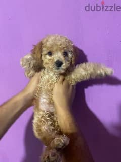 poodle Puppies 0