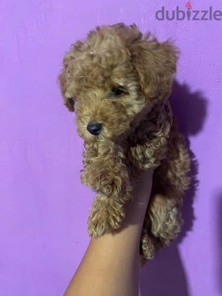 poodle Puppies 8