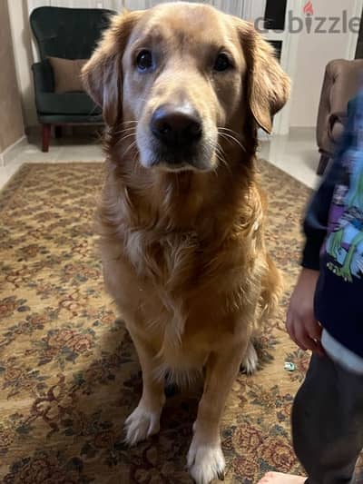 golden retriever for adoption