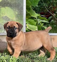 south African boerboel Male From Russia 0