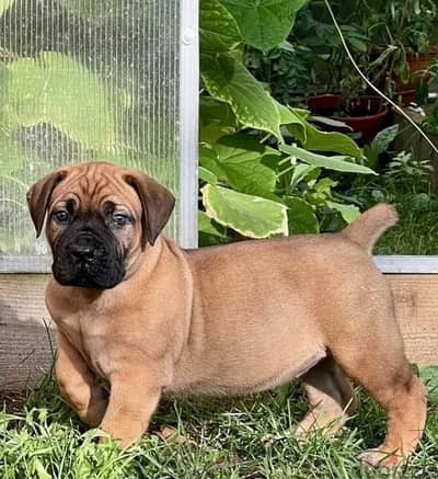 south African boerboel Male From Russia