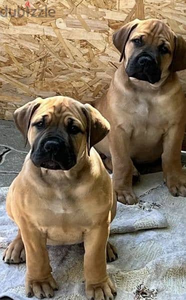 south African boerboel Male From Russia 1