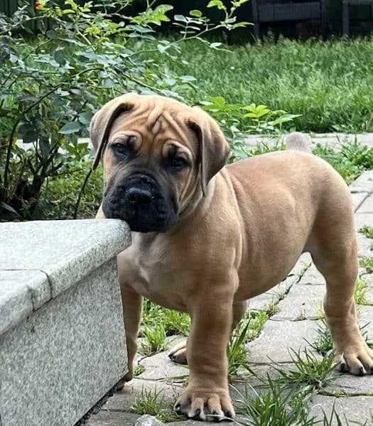 south African boerboel Male From Russia 3