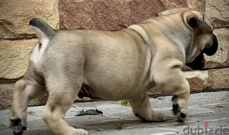 south African boerboel Male From Russia 5